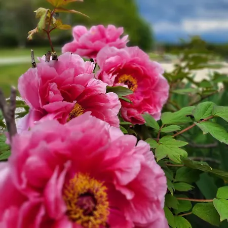 Elis' House Landhuis *